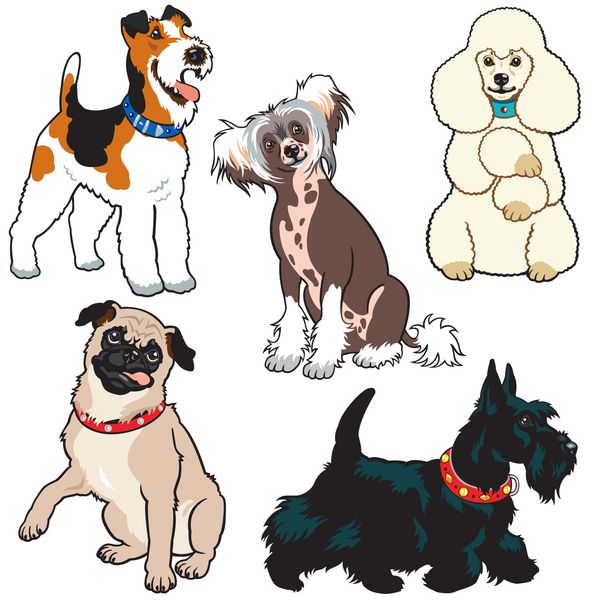 مجموعه ای از سگ ها مجموعه وکتور با نژادهای کوچک تصاویر جدا شده در پس زمینه سفید