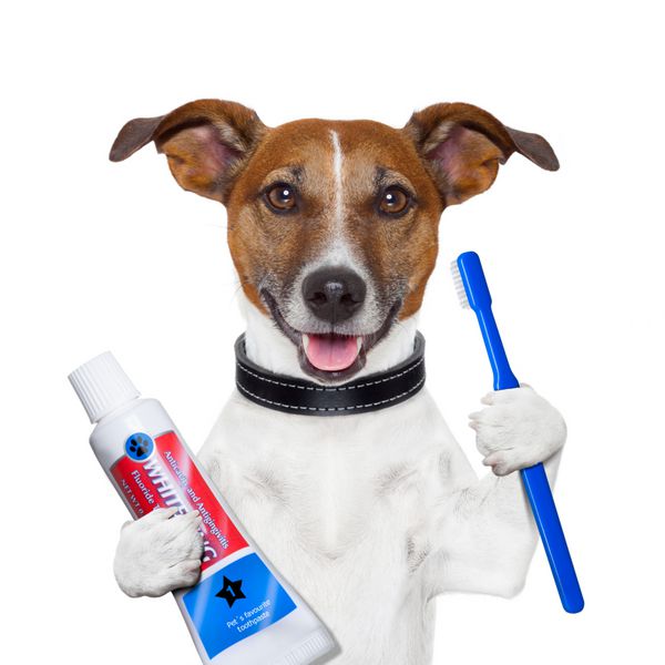 سگ تمیز کننده دندان با خمیر دندان و مسواک
