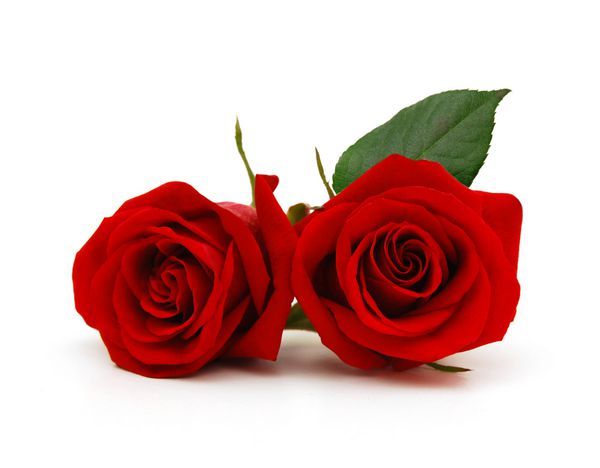 یک زن و شوهر هدیه گل رز در روز ولنتاین
