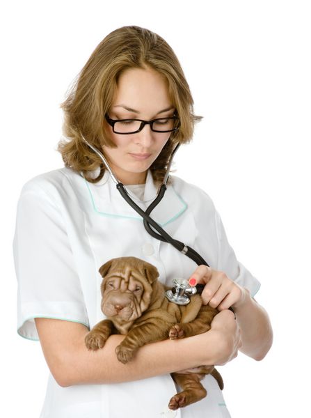 دامپزشک ماده در حال معاینه سگ توله سگ شارپی جدا شده در زمینه سفید
