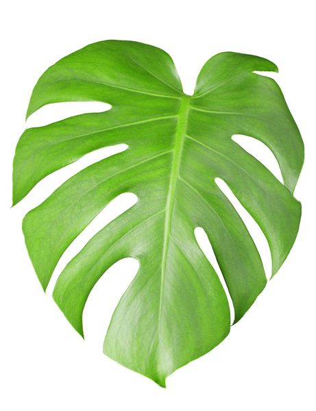 برگ سبز بزرگ گیاه Monstera جدا شده روی سفید