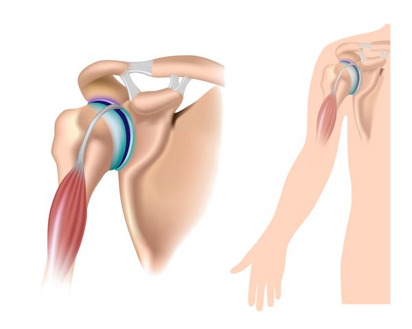 آناتومی شانه با مفصل آکرومیوکلاویکولار