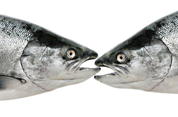 ماهی قزل آلا ماهی جدا شده روی سفید را می خورند