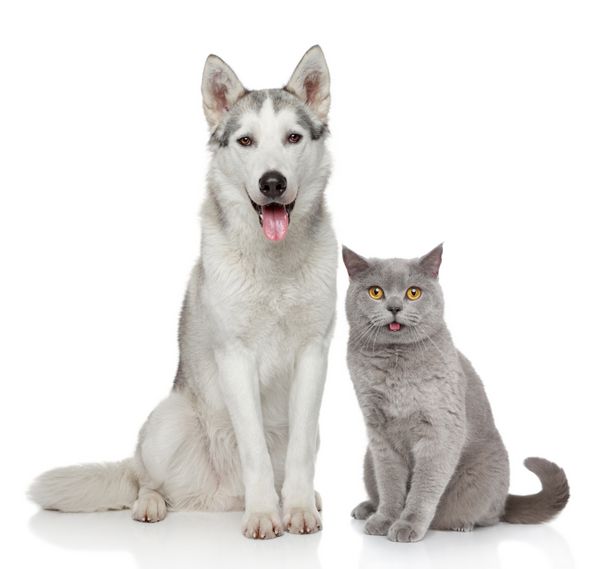 گربه و سگ با هم روی پس زمینه سفید ژست گرفته اند