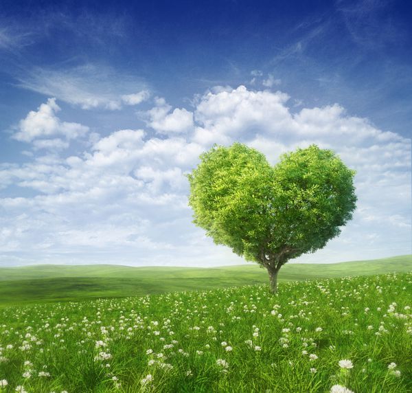 درختی به شکل قلب پس زمینه روز ولنتاین