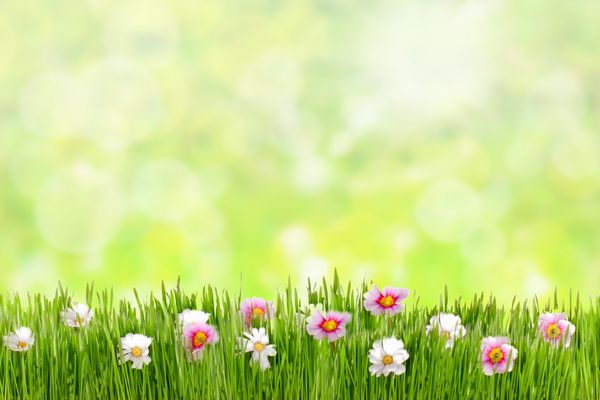 چمن تازه بهاری با گل در یک روز آفتابی با پس زمینه تار طبیعی