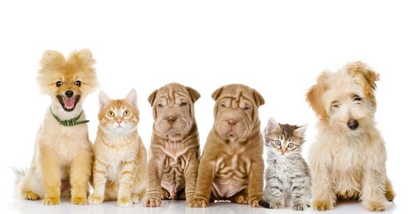 گروهی از گربه ها و سگ ها در جلو نگاه کردن به دوربین جدا شده در زمینه سفید