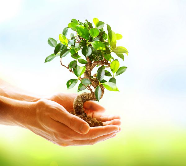 دست های انسان که گیاه سبز را بر روی پس زمینه طبیعت نگه می دارد محیط مفهوم اکولوژی