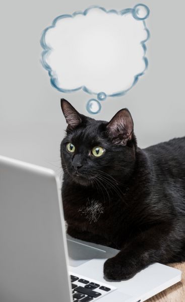 گربه توپر سیاه که با لپ تاپ کار می کند مفهوم خنده دار رئیس بزرگ بالون ابری خالی با افکارش با فضای کپی