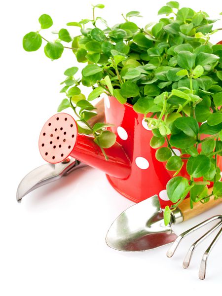 گیاه سبز در قوطی آبیاری قرمز با ابزار باغبانی جدا شده در زمینه سفید
