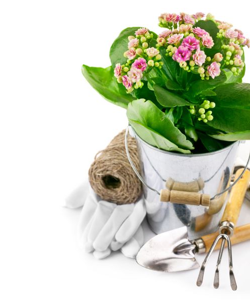گل بهاری در سطل با ابزار باغبانی و دستکش و جدا شده در زمینه سفید