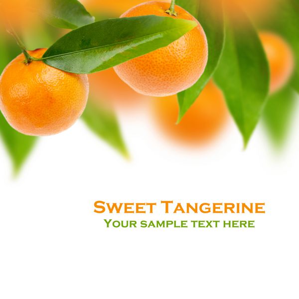 درخت نارنگی شیرین با زمینه سفید