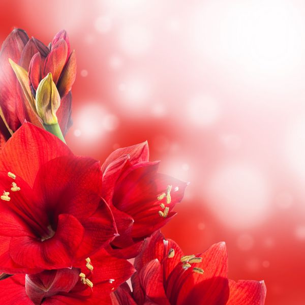 گل های قرمز دسته گل ژربر