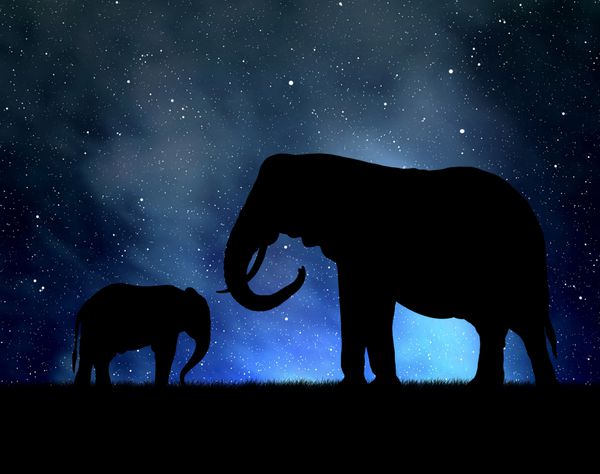 سیلوئت فیل ها در آسمان شب