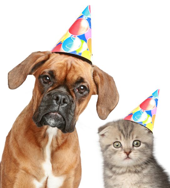 سگ باکسر و گربه تاشو اسکاتلندی با کلاه مهمانی در زمینه سفید