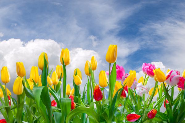 منظره بهاری با گل های لاله و ابرهای زیبا در آسمان