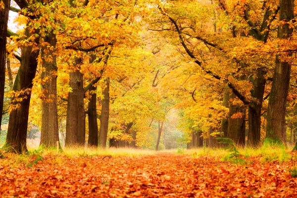 جنگل زیبای پاییزی در پارک ملی De hoge Veluwe در هلند