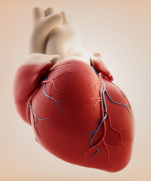 قلب انسان - رندر سه بعدی