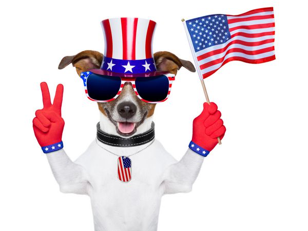 سگ آمریکایی با انگشتان صلح در حال تکان دادن پرچم آمریکا