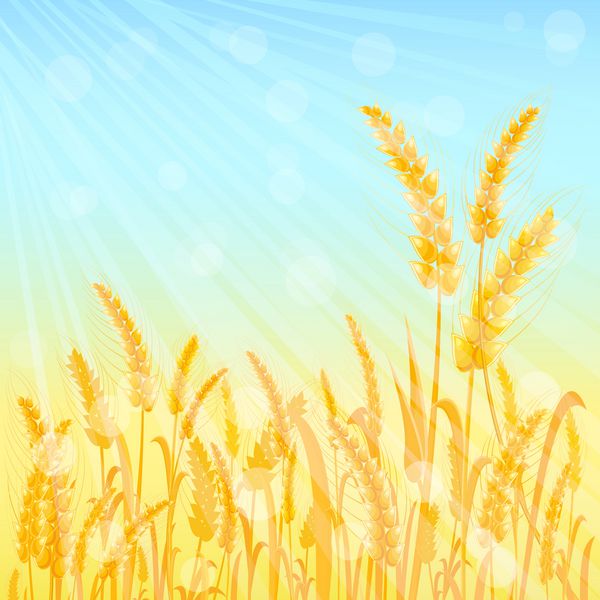 خوشه های گندم زرد رسیده در آسمان آبی فیروزه ای روشن وکتور تصویر کشاورزی