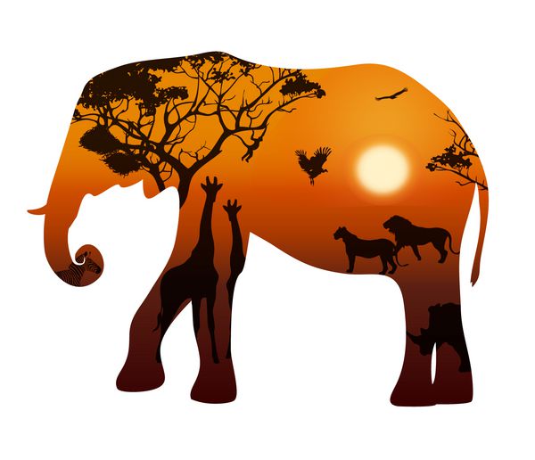 شبح فیل در پس زمینه سفید منظره با غروب خورشید و حیوانات ساوانا وکتور