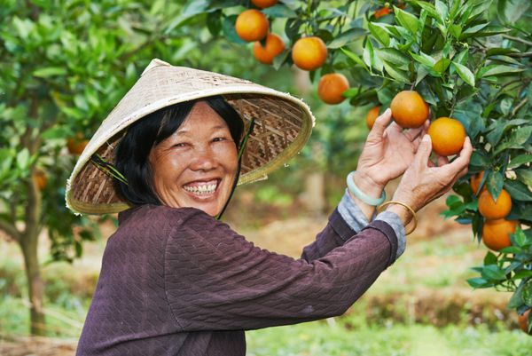 پرتره کارگر زن آسیایی چینی خندان در مزرعه در حال جمع آوری پرتقال مرکبات در باغ میوه کشاورزی