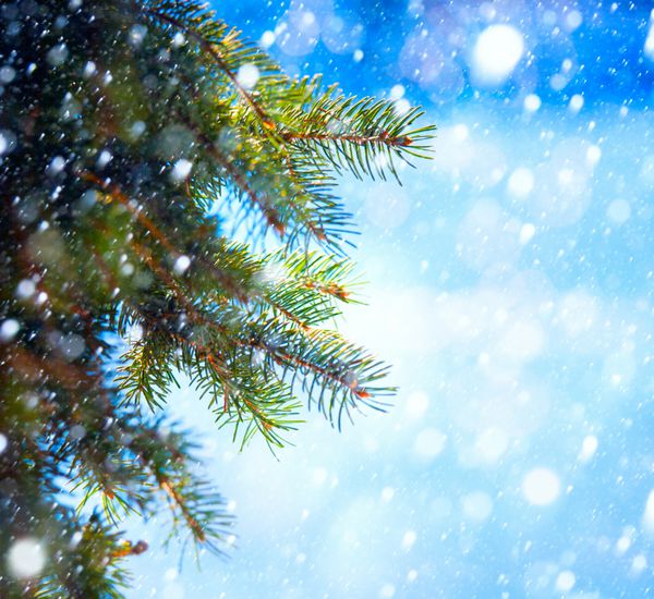 شاخه درخت کریسمس زمستانی هنری روی پس‌زمینه برفی آبی
