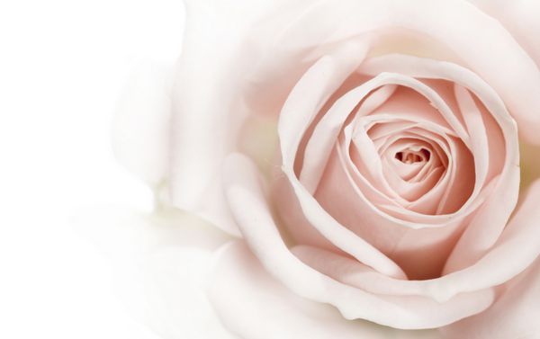 نمای نزدیک گل رز زیبا فوکوس نرم