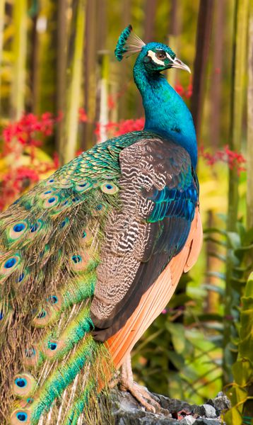طاووس مغرور در باغ ارکیده