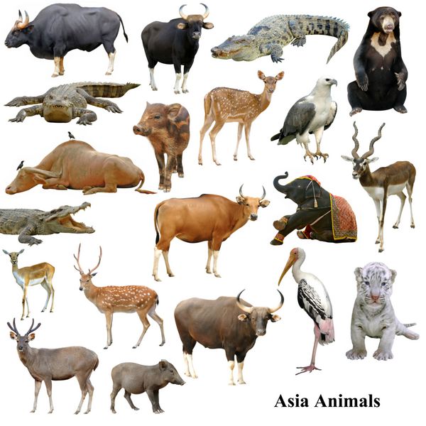 مجموعه حیوانات آسیایی جدا شده در پس زمینه سفید