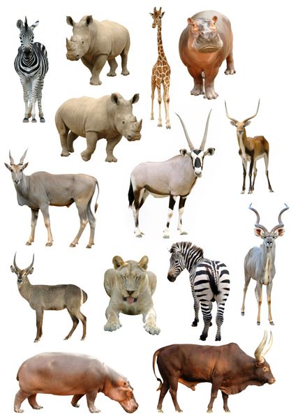 مجموعه حیوانات آفریقایی جدا شده در پس زمینه سفید