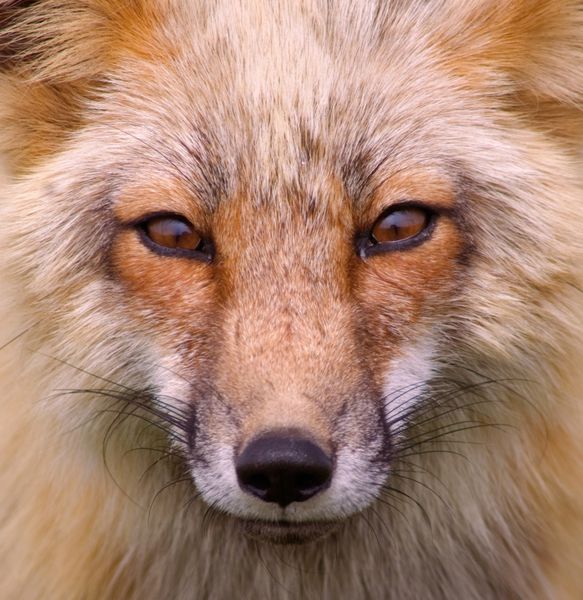 روباه قرمز وحشی جزایر سن خوان فاکسی
