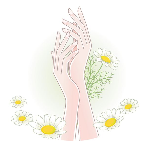 دستان زیبای زن با گل های بابونه