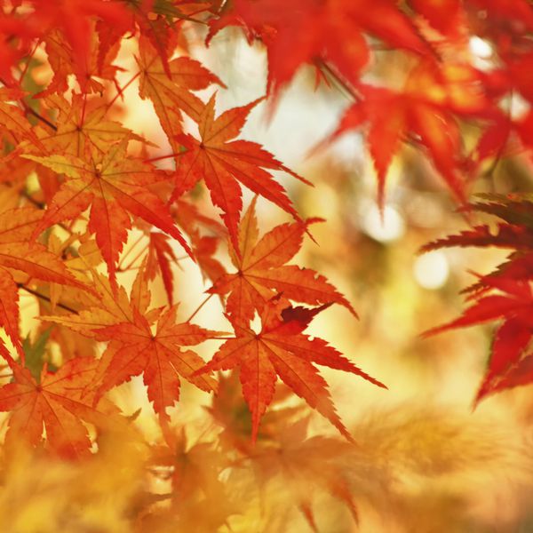 برگ های افرا پاییزی جادویی