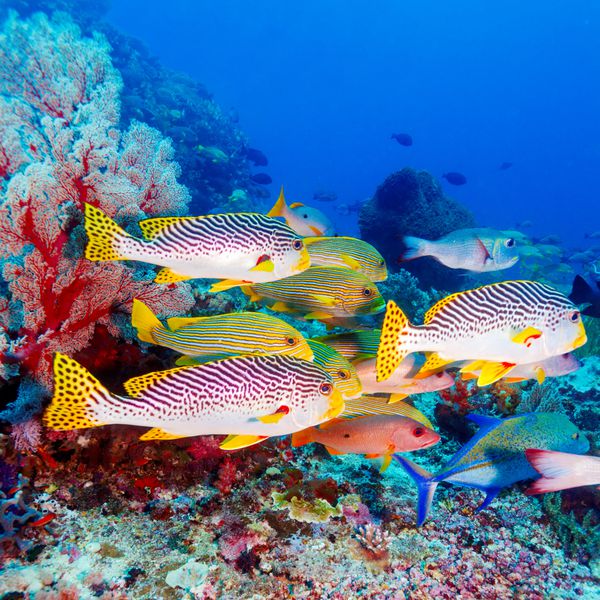 منظره زیر آب با ماهی های شیرین در نزدیکی صخره مرجانی گرمسیری بالی اندونزی
