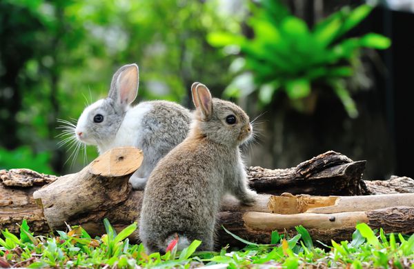 دو خرگوش اسم حیوان دست اموز در باغ