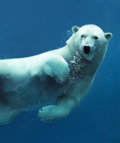 نمای نزدیک از یک خرس قطبی در حال شنا در زیر آب که به دوربین نگاه می کند