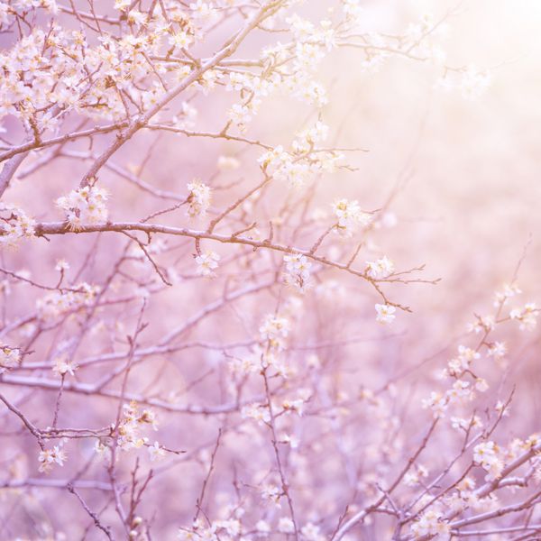 گلهای سفید ملایم روی شاخه درخت میوه در نور خورشید بنفش صبحگاهی پس زمینه طبیعی اولین شکوفایی طبیعت بهاری
