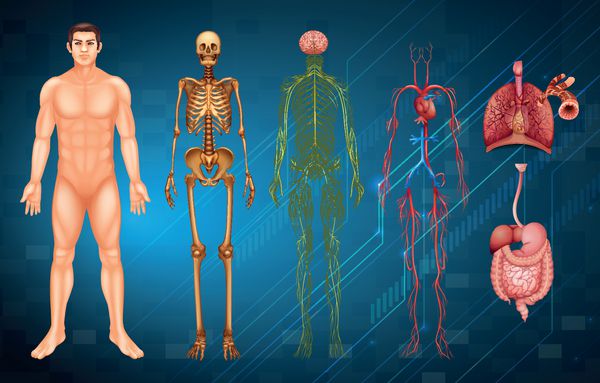 تصویری از سیستم ها و اندام های مختلف بدن انسان