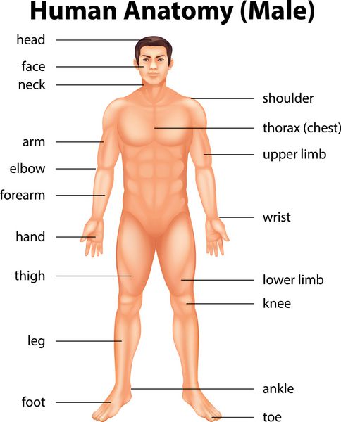 تصویری از اعضای بدن انسان