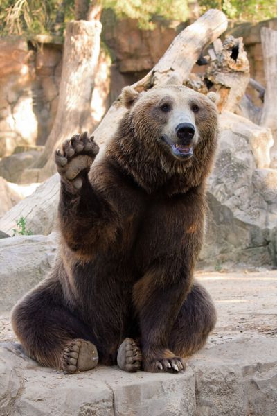 خرس قهوه ای دوستانه نشسته و پنجه خود را در باغ وحش تکان می دهد