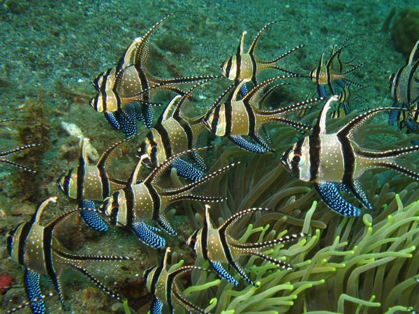 ماهی کاردینال بانگگی فقط در اطراف سولاوسی اندونزی یافت می شود