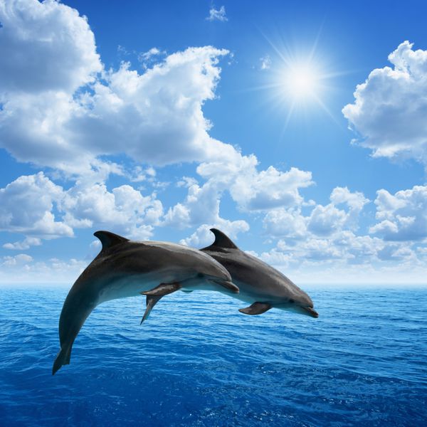 زوج پرش دلفین دریا و آسمان آبی ابرهای سفید خورشید درخشان