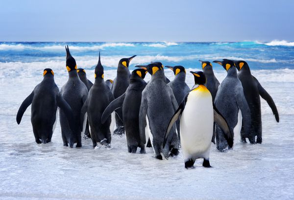 شاه پنگوئن ها به سمت آب در جزایر فالکلند می روند