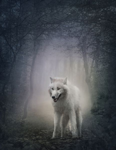 گرگ سفید در جنگل شب