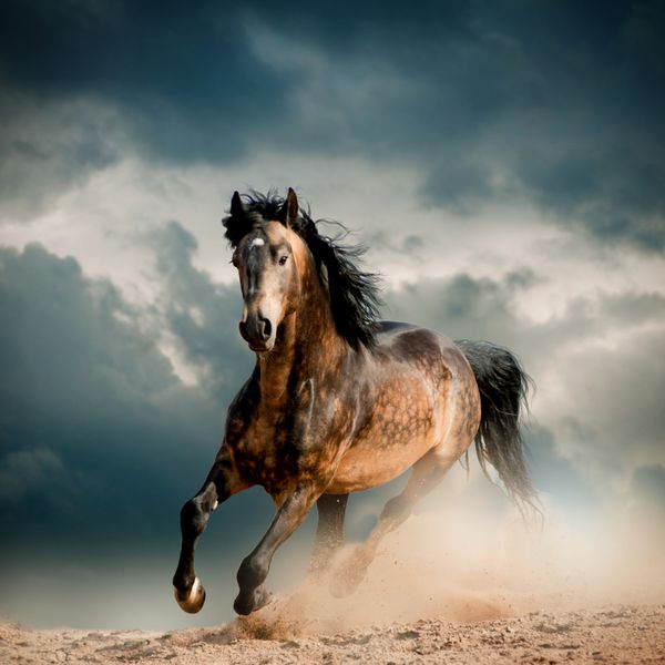 اسب نر وحشی در گرد و غبار