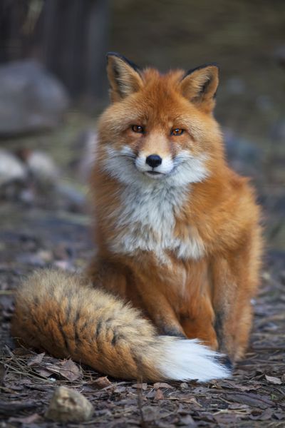 پرتره تمام قد از نر روباه قرمز ژست در محیط طبیعی جانور وحشی زیبای جنگل نگاه هوشمندانه یک ولپین دودل چشم در چشم با یکی از زیباترین ساکنان چوب