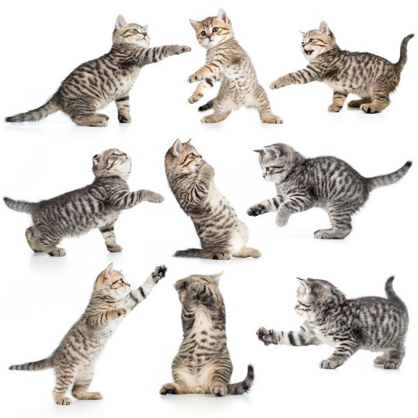 مجموعه ایزوله بچه گربه های تابی