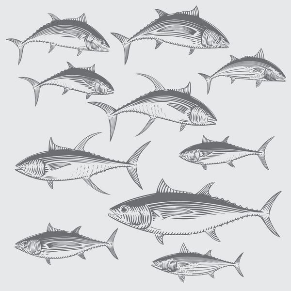 ست وکتور ماهی تن - گونه های تجاری