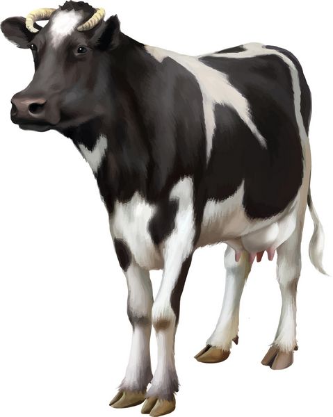 گاو ایستاده جدا شده در پس زمینه سفید